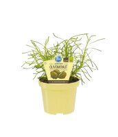 Bio Olivenkraut (Santolina viridis) im 12cm Topf