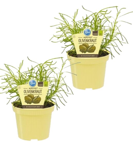 Bio Olivenkraut (Santolina viridis), je im 12cm Topf, 2 Pflanzen im Set