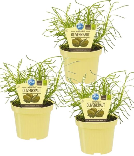 Bio Olivenkraut (Santolina viridis), je im 12cm Topf, 3 Pflanzen im Set
