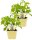 Bio Pilzkraut (Rungia klossii), je im 12cm Topf, 2 Pflanzen im Set