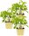Bio Pilzkraut (Rungia klossii), je im 12cm Topf, 3 Pflanzen im Set