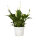 Einblatt, (Spathiphyllum), Sorte: Bellini, im 13cm Topf, ca. 40cm hoch