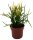 Bleistiftkaktus Sorte: Stramineus (Fire Sticks) ca. 35cm hoch im 13cm Topf (Euphorbia tirucalli)