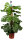 Fensterblatt am Moosstab, (Monstera delicosa), im 24cm Topf, ca. 100cm hoch