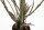 Bleistiftkaktus Sorte: Platicada, ca. 35cm hoch im 9cm Topf (Euphorbia platicada)