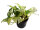 Efeutute, Scindapsus im 12cm Topf  Sorte: Happy Leaf (Epipremnum aureum)
