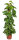 Efeutute, Scindapsus ca. 100cm hoch, im 24cm Topf (Epipremnum aureum)