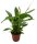 Einblatt, (Spathiphyllum) ca. 30cm hoch im 9cm Topf