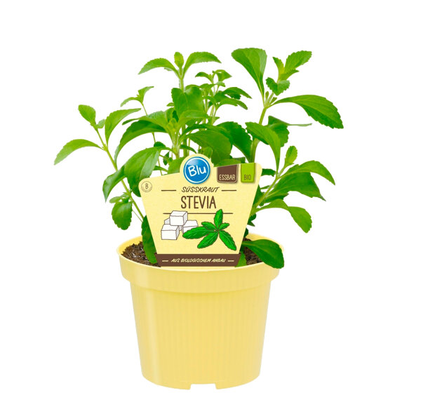 Bio Süßkraut Stevia (Stevia rebaudiana) im 12cm Topf