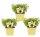 Bio Lakritz-Tagetes, (Tagetes filifolia), im 12cm Topf, 3 Pflanzen im Set