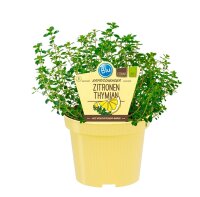 Bio Thymian Zitronen (Thymus vulgaris) im 12cm Topf