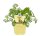 Bio Wermut (Artemisia absinthium) im 12cm Topf