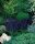 Blüten-Salbei, (Salvia x superba), Sorte: Merleau® New Dimensions Blue, im 12cm Topf