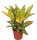 Wunderstrauch - Croton  im 12cm Topf, Sorte: Gold Sun gelb-grün (Codiaeum variegatum)