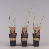 2er Set Heidelbeere, (Vaccinium corymbosum), Sorte: Pink Lemonade ca. 55cm hoch, im 14cm Topf