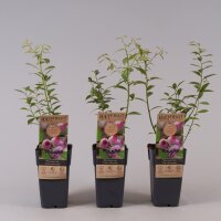 2er Set Heidelbeere, (Vaccinium corymbosum), Sorte: Pink Lemonade ca. 55cm hoch, im 14cm Topf