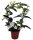 Kranzschlinge, (Stephanotis floribunda), Sorte: Fleur Parfum, ca. 45cm hoch im ca. 12cm Topf