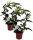Kranzschlinge, (Stephanotis floribunda), Sorte: Fleur Parfum, ca. 45cm hoch im ca. 12cm Topf, 2 Pflanzen im Set