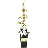 Clematis, (Clematis montana) Sorte: Grandiflora, ca. 65cm hoch, im 14cm Topf