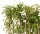 Clematis, (Clematis montana) Sorte: Grandiflora, ca. 65cm hoch, im 14cm Topf