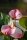 Flamingoblume, (Anthurium), Sorte: Hotlips, im 12cm Topf