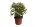 Birkenfeige Kinky im 12cm Topf (Ficus benjaminii)