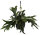 Geweihfarn, (Platycerium bifurcatum), in der 21cm Hängeampel, ca. 55cm hoch