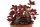 Zwergpfeffer (Peperomia verticillata), Sorte: Red Log, im 10cm Topf