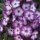 Hohe Flammenblume, (Phlox paniculata), Sorte: Sweet Summer® Purple Bicolor, im 12cm Topf