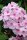 Hohe Flammenblume, (Phlox paniculata), Sorte: Sweet Summer® Soft Pink, im 12cm Topf
