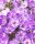 Hohe Flammenblume, (Phlox paniculata), Sorte: Sweet Summer® Violet White, im 12cm Topf