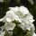 Hohe Flammenblume, (Phlox paniculata), Sorte: Sweet Summer® White, im 12cm Topf