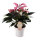 Flamingoblume, (Anthurium), Sorte: Zizou, im 12cm Topf