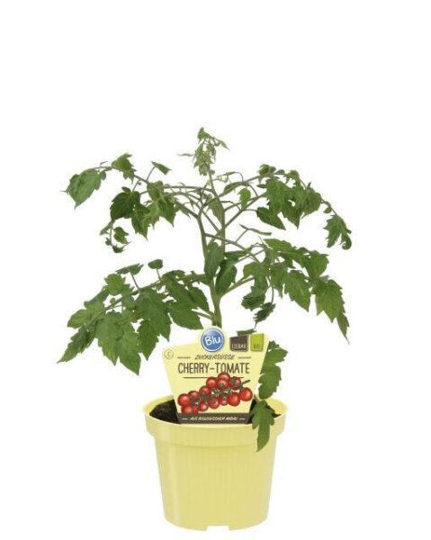 Bio-Cherrytomate, (Lycopersicon esculentum L.), Sorte: Pepe, im 12cm Topf, 2 Pflanzen im Set