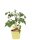 Bio-Cherrytomate, (Lycopersicon esculentum L.), Sorte: Pepe, im 12cm Topf, 2 Pflanzen im Set
