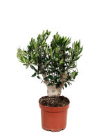 Olivenbaum - Mini Stamm mit XL-Stamm, (Olea europea), ca....