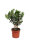 Olivenbaum - Mini Stamm mit XL-Stamm, (Olea europea), ca. 30cm hoch, im ca. 12cm Topf