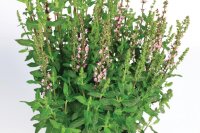 Blüten-Salbei, (Salvia x superba), Sorte:...