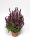 Blüten-Salbei, (Salvia x superba), Sorte: Merleau® Rose Compact, im 12cm Topf