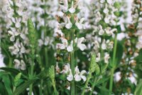 Blüten-Salbei, (Salvia x superba), Sorte: Merleau® White, im 12cm Topf