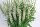 Blüten-Salbei, (Salvia x superba), Sorte: Merleau® White, im 12cm Topf