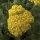 Schafgarbe, (Achillea), Sorte: Desert Eve Yellow, im 12cm Topf