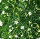 Sagina subulata - Sternmoos grün