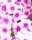 Hohe Flammenblume, (Phlox paniculata), Sorte: Sweet Summer® Compact Rose Dark Eye, im 12cm Topf