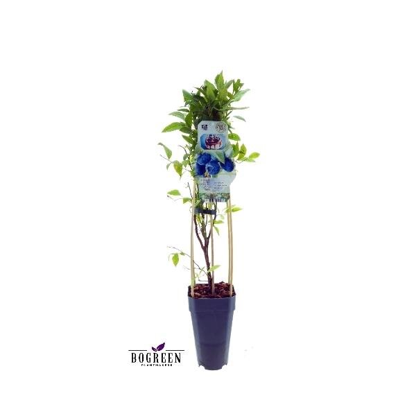 2er Set winterharte Heidelbeere (Blaubeeren) Pflanze  Sorte: Bluecrop ca. 55cm hoch, im 14cm Topf