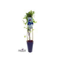 3er Set winterharte Heidelbeere (Blaubeeren) Pflanze...