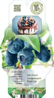 3er Set winterharte Heidelbeere (Blaubeeren) Pflanze  Sorte: Bluecrop ca. 55cm hoch, im 14cm Topf