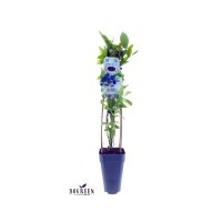 2er Set winterharte Heidelbeere (Blaubeeren) Pflanze, Sorte: Northland, ca. 55cm hoch, im 14cm Topf