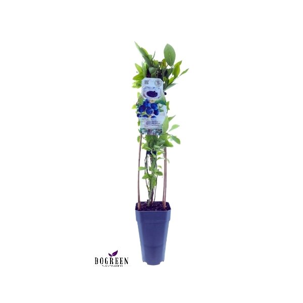 2er Set winterharte Heidelbeere (Blaubeeren) Pflanze Sorte: Goldtraube ca. 55cm hoch, im 14cm Topf