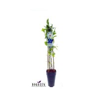 2er Set winterharte Heidelbeere (Blaubeeren) Pflanze, Sorte: Jersey, ca. 55cm hoch, im 14cm Topf